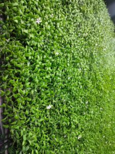 Mr. Turf Artificial hedges - Cape Town